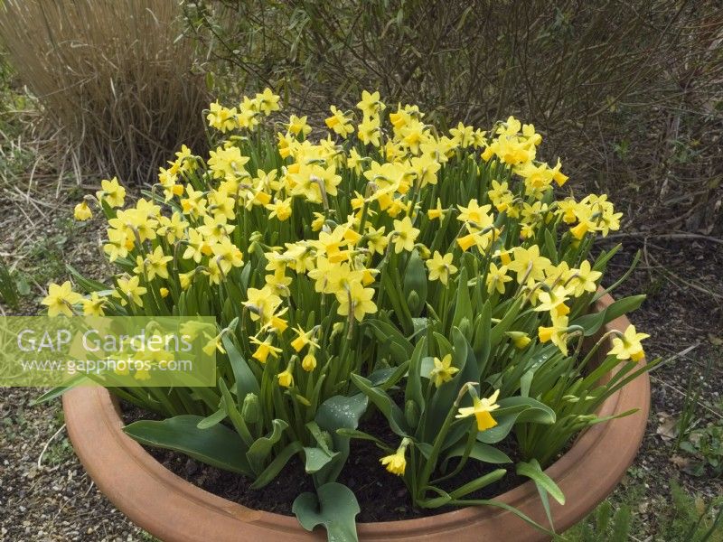 Narcissus 'Tete a Tete' - daffodils in large terracotta pots