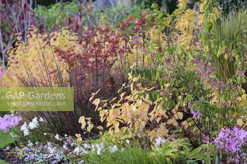 Mixed border at John Massey's garden in October with shrubs, nerines and cyclamen.