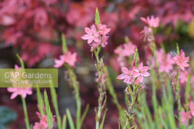 Hesperantha coccinea 'Maiden's Blush' in October.