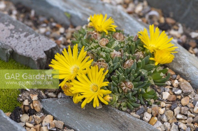 Delosperma congestum, a succulent with bright yellow daisy like flowers and fleshy leaves, growing in crevices in slate pieces set on edge.