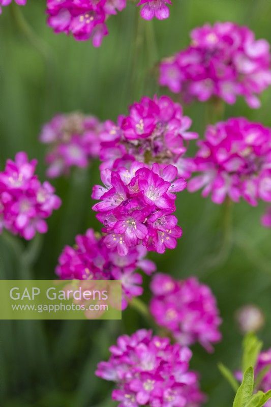 Armeria maritima splendens, thrift, a tufted perennial with evergreen grass-like leaves and bright pink papery flowers