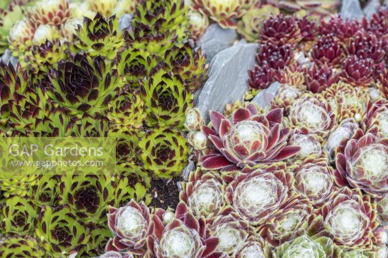 Trough of house leeks. Silvery Sempervivum arachnoideum. Red Sempervivum arachnoideum 'Rubrum' and green Sempervivum 'Reinhard'