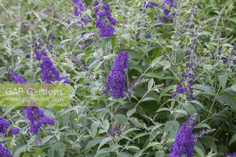 Buddleja davidii 'Dudley's Compact Lavender', butterfly bush, flowering from July.