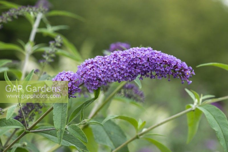 Buddleja davidii 'Ile de France', butterfly bush flowering from July. One of the older davidii cultivars, introduced in the 1930s from France.