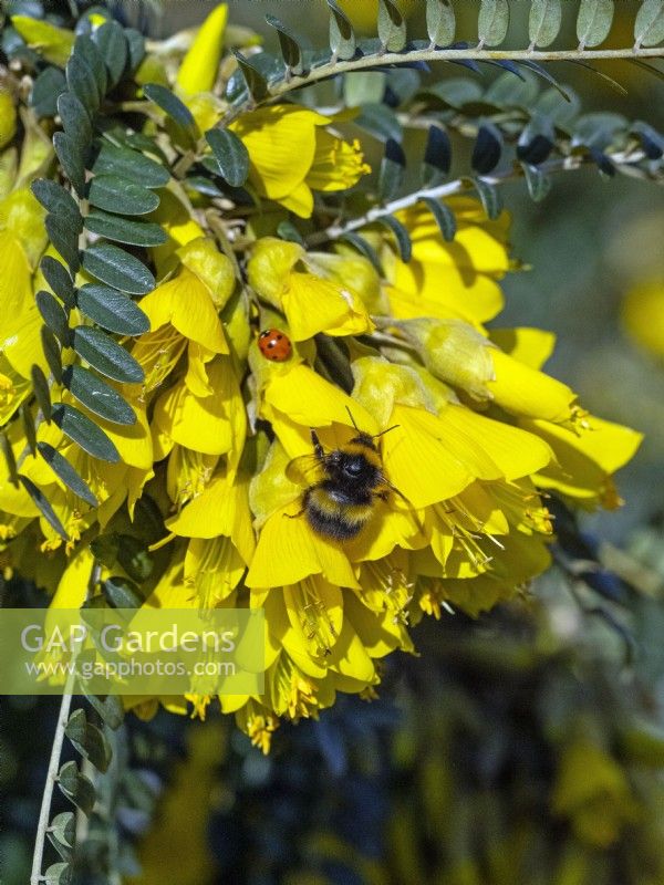 Sophora tetraptera - Kowhai in flower with Ladybird and Bumble bee  Mid march Norfolk