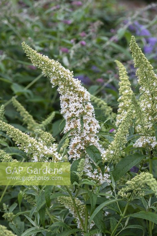 Buddleja davidii 'Marbled White', a butterfly bush flowering in August.