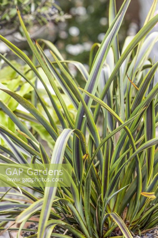Phormium Licorice and Lime, spring May
