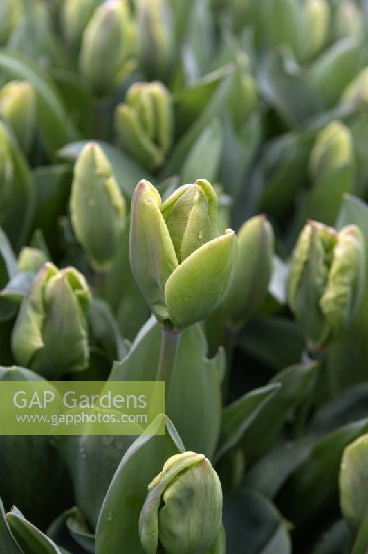 Tulipa 'Green power' tulip 