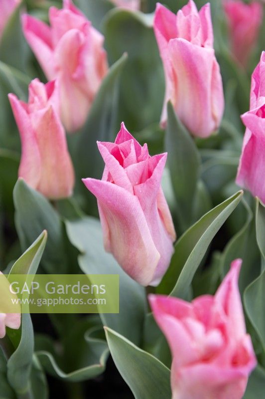 Tulipa 'Miss Elegance' tulip 