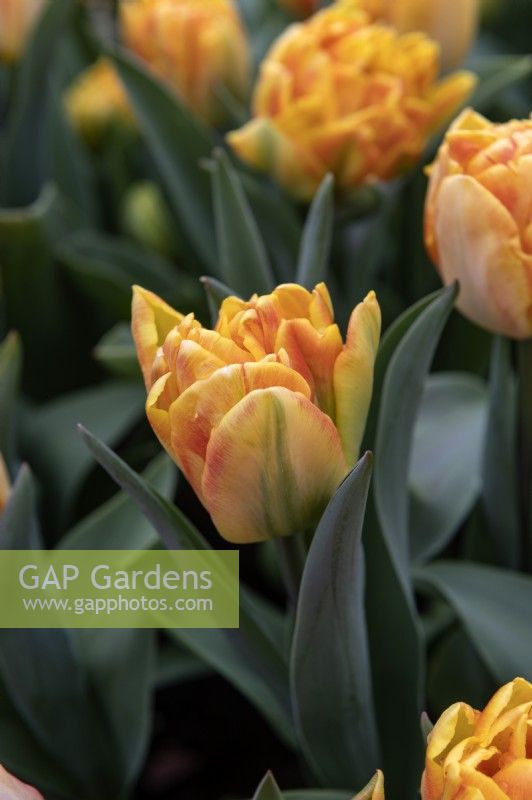 Tulipa 'Foxy foxtrot' tulip 
