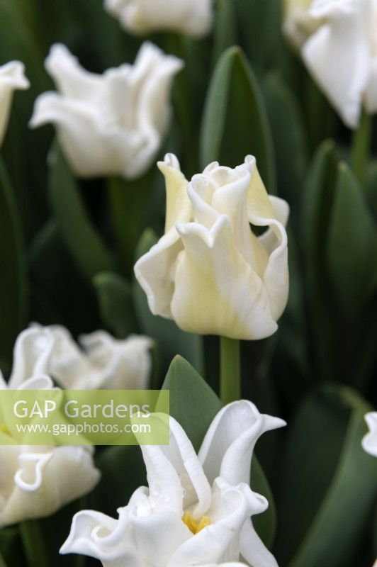Tulipa 'White liberstar' tulip 