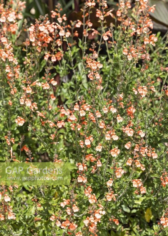 Salvia x jamensis California Sunset, summer July