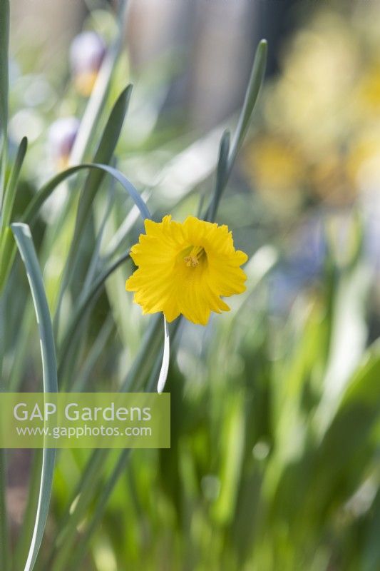Narcissus Hispanicus - Spanish daffodil