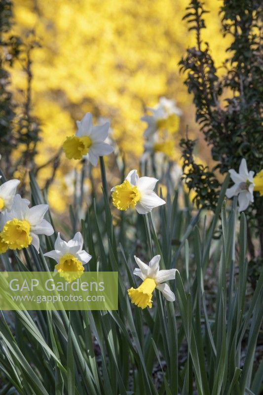 Narcissus 'Wisley' - Daffodil