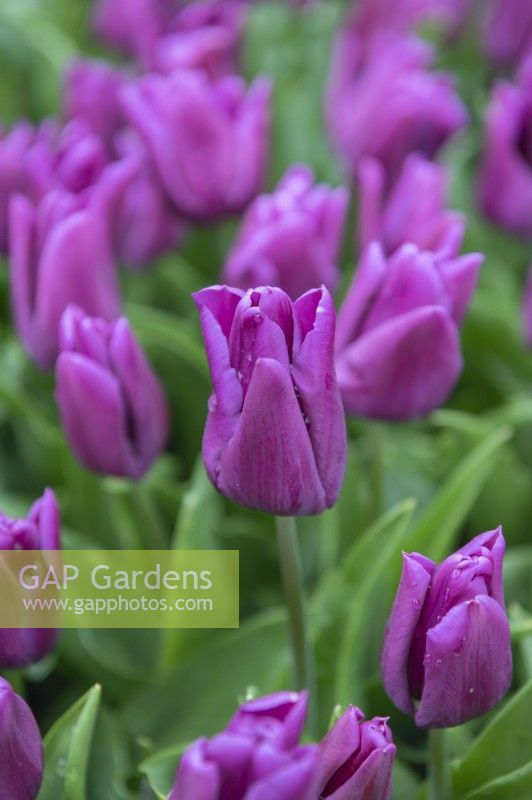 Tulipa 'Passio glossy' tulip 