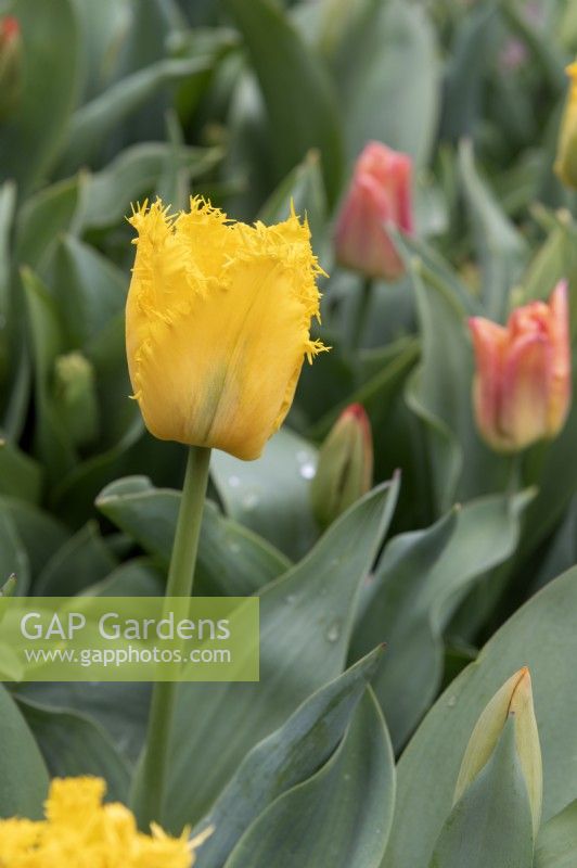 Tulipa 'Yellow Valery' tulip 
