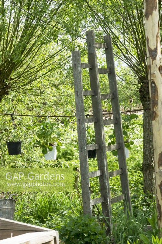 Vintage wooden ladders as decoration and support in the garden. Pots with strawberries hanging  in between willows trees.