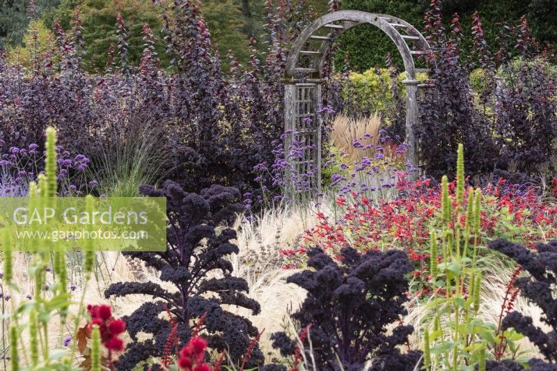 Wooden arch at Whitburgh Walled Garden in September with vivid red Salvia fulgens and dark Kale 'Redbor' 