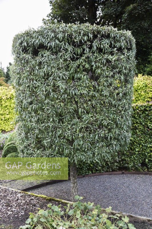 Clipped weeping silver pear, Pyrus salicifolia 'Pendula' in September.