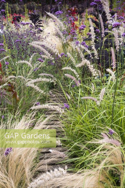 Wooden duckboard laid through a border amongst luscious planting including Pennisetum orientale 'Tall Tails, Stipa tenuissima and Verbena bonariensis in September.