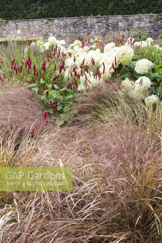 Pheasant grass, Anemanthele lessoniana in front of red persicaria and white hydrangeas in September.