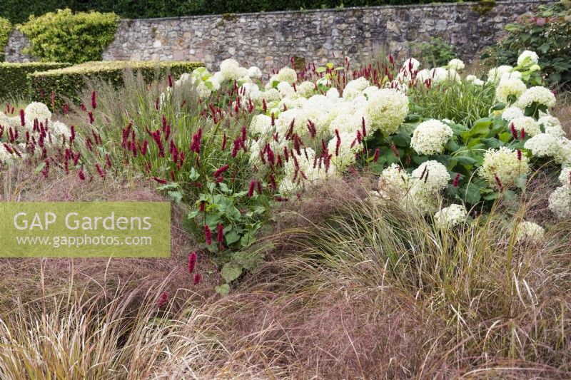 Pheasant grass, Anemanthele lessoniana in front of red persicaria and white hydrangeas in September.