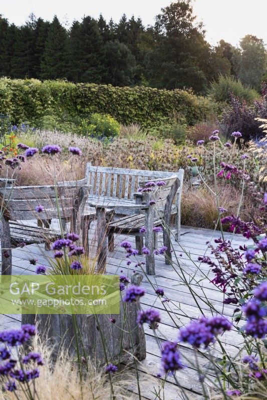 Decking with wooden planters and furniture surrounded by planting including Verbena bonariensis and grasses at Whitburgh House Walled Garden in September.