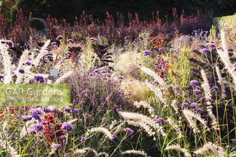Border of ornamental grasses and herbaceous perennials in September including Verbena bonariensis, Pennisetum orientale 'Tall Tails', salvias and ricinus.