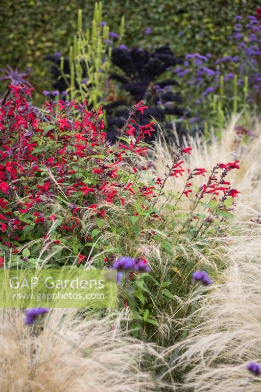 Salvia fulgens surrounded by Stipa tenuissima in September.