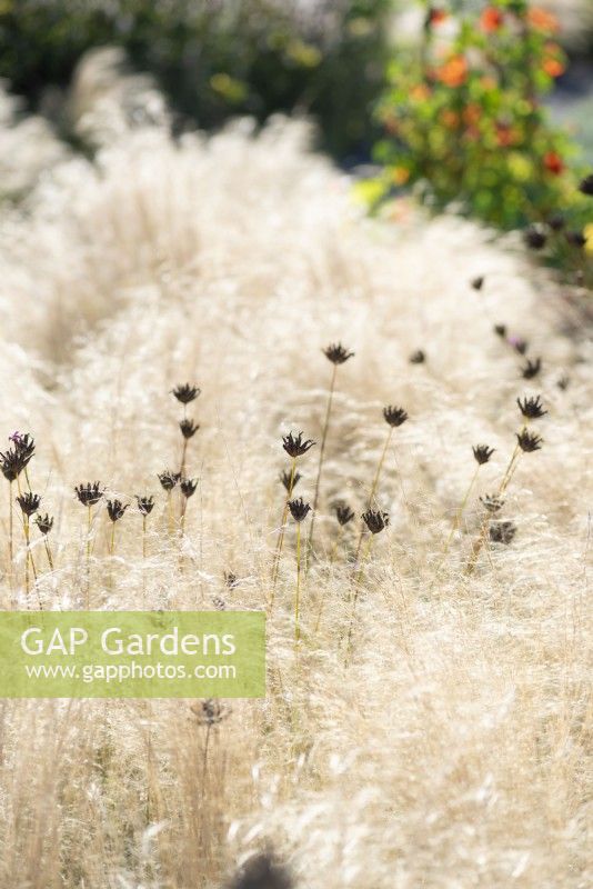 Fluffy mass of Stipa tenuissima dotted with seed heads of Dianthus carthusianorum in September.