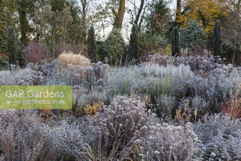 Ageratina altissima 'Chocolate' seedheads and Pennisetum macrourum in mixed bed of frosty perennial seed heads and grasses. 