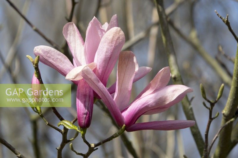 Magnolia Phelan Bright