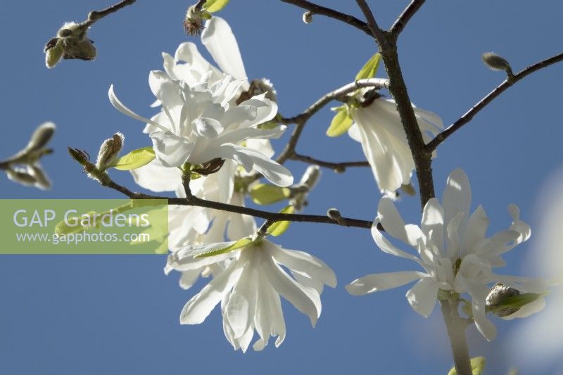 Magnolia Pickards Schmetterling