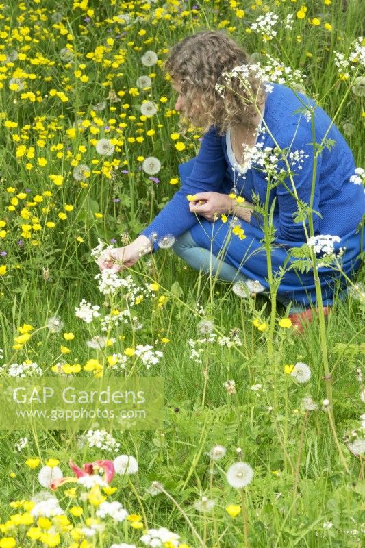 Woman in meadow with wildflowers like Dandelions and Ranunculus.