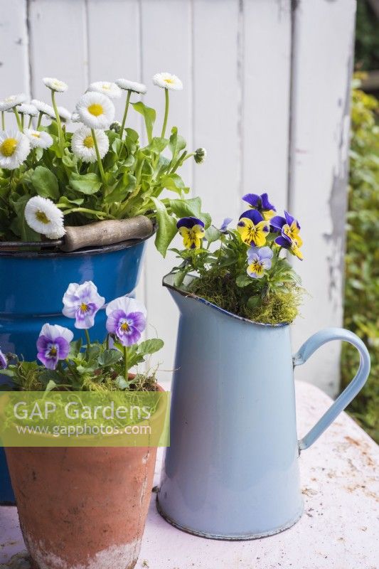 Blue enamel jug planted up with blue and yellow Violas with terracotta pot of Violas and enamel bucket with white Bellis perennis