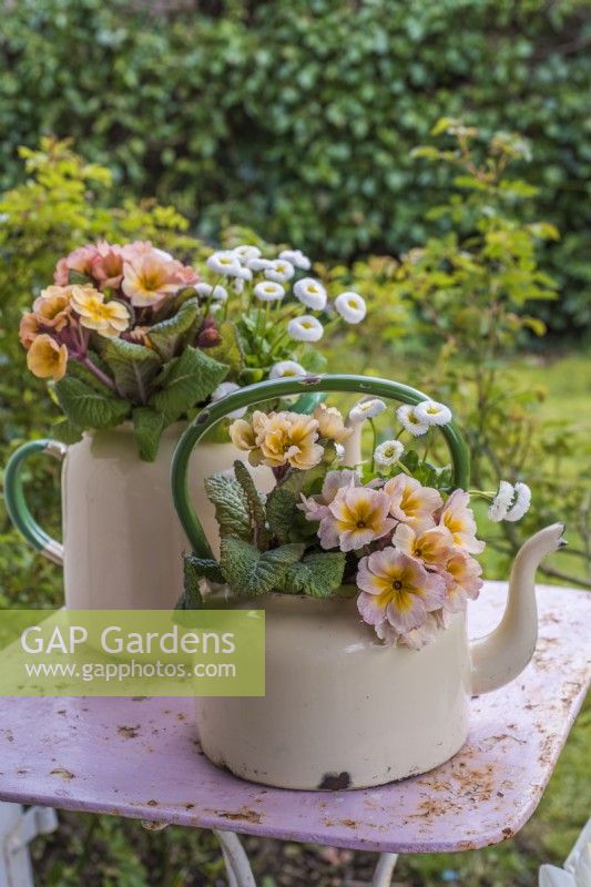Apricot Polyanthus and white Bellis perennis planted in old enamel teapots on pink distressed table