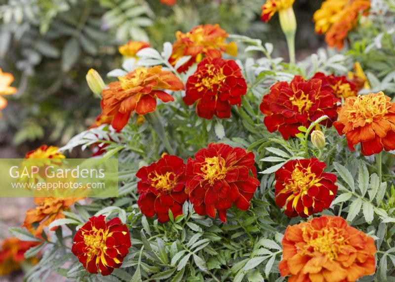 Tagetes patula Red Cherry, autumn September