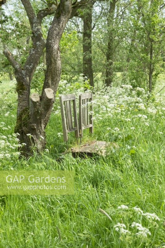 Two vintage wooden garden chairs in the middle of cow parsley in the meadow.