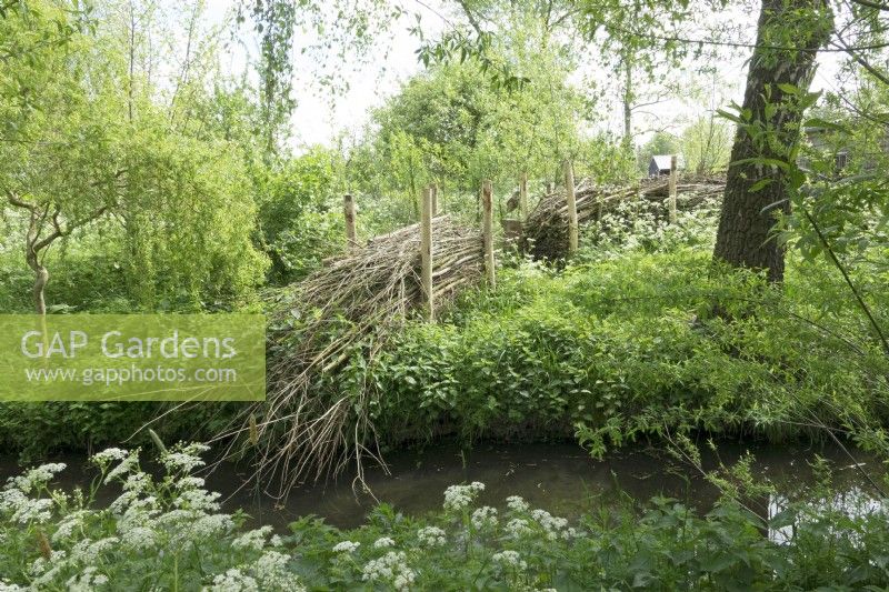 Hedge built with willow branches near the water with cow parsley at the water side.