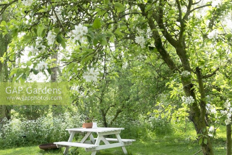 Picnic table under blossom trees surrounded by cow parsley in the orchard.