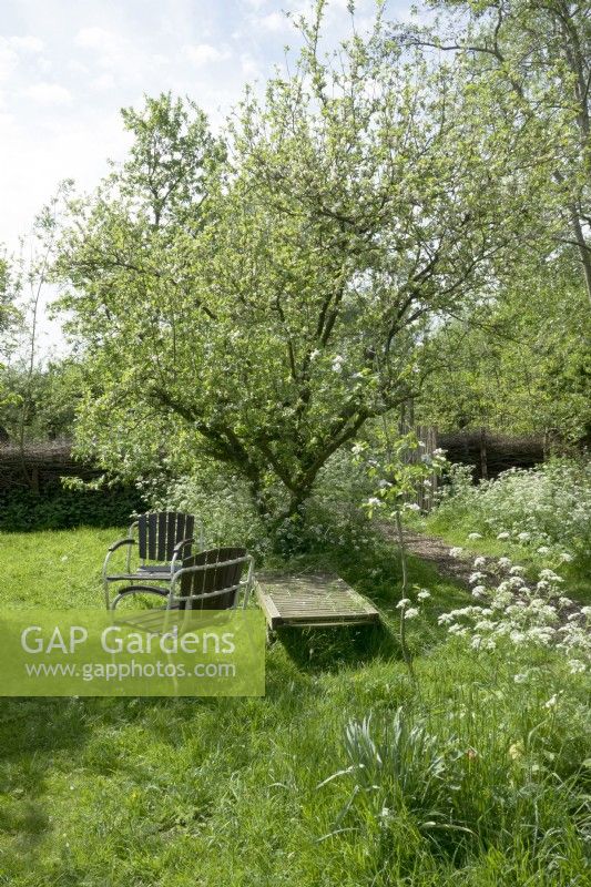 Vintage garden chairs in meadow under blossom tree and with cow parsley.