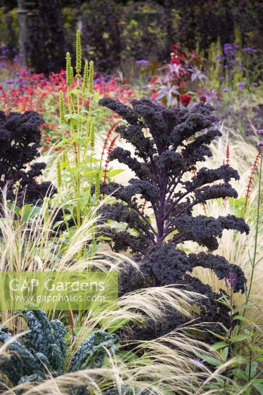 Deep purple Kale 'Redbor' surrounded by Stipa tenuissima in September