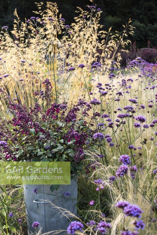 Container of Salvia Love and Wishes Serendip6 surrounded by Verbena bonariensis and ornamental grasses at Whitburgh House Walled Garden in September.