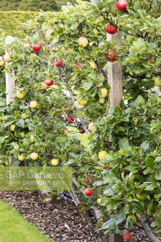 Cordon apples in September.