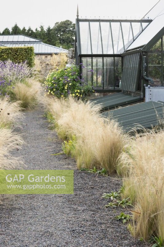 Path edged with Stipa tenuissima beside the glasshouse at Whitburgh House Walled Garden in September.