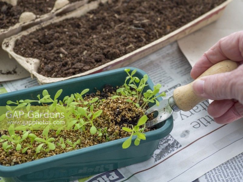Prick out seedlings into prepared recycled egg box
