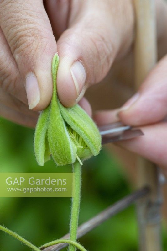 A female clematis flower bud has its sepals delicately cut away as part of its emasculation.