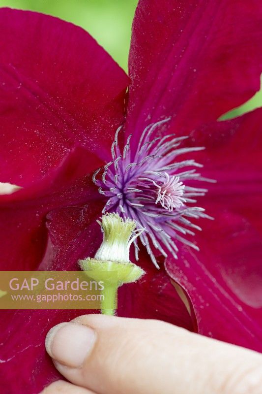 Pollination takes place between the style of the clematis female flower and a male partner plant.