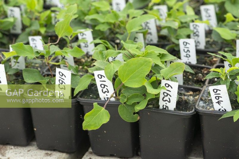 Germinated seedlings potted up in 7cm pots and clearly labelled with a unique number, in the breeding department at Raymond Evison's clematis nursery.