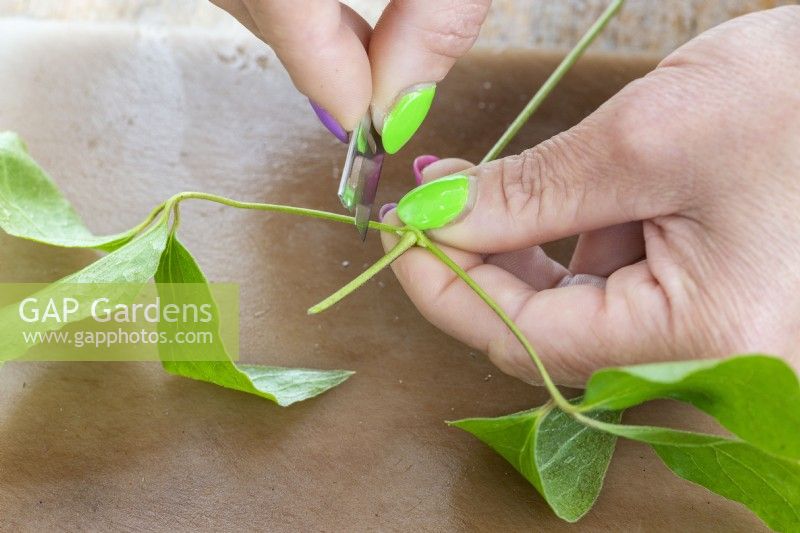 Clematis stems are prepared to make cuttings with the removal of excess stems and leaves.